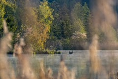 Morgenstimmung am Egglburger See