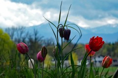 Frühlings-Blumen vor Alpenkulisse