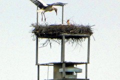 Ein Storch im Landeanflug