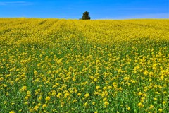 Rapsfeld hoch