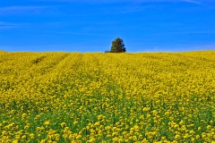 Rapsfeld quer