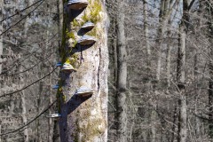 Grünwald, Hochufer