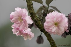 Kirschblüte