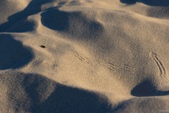 Dünensandlaufkäfer auf großer Reise