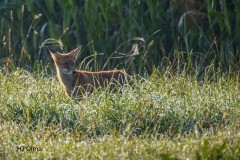 Junger Fuchs im Aßlinger Moos