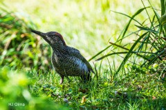 Grünspecht im Garten