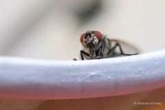 Noch ein ungebetener Gast: \"Wer hat von meinem Becherchen gegessen?\"