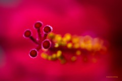 Hibiskusblüte