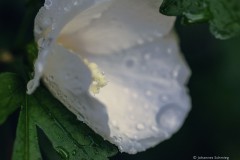 Hibiskusblüte nach dem Regen 