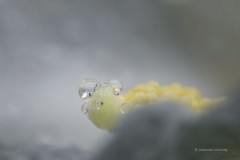 Nach dem Regen: Blick in eine Hibiskusblüte