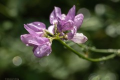 Kronwicke