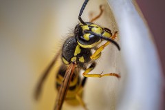 Ungebetener Gast am Eisbecher