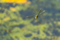 Libelle im Flug