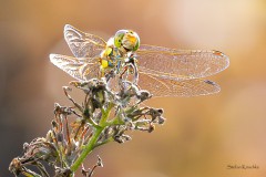 Libelle aus der Nähe 