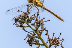 Libelle beim Fressen