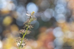 Libelle