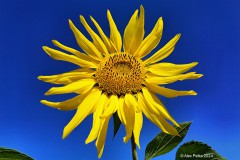 Sonnenblume vor blauem Himmel