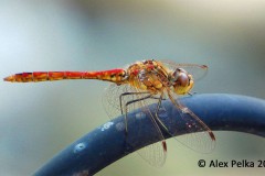 Libelle am Teich