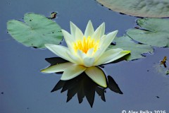Seerose im Teich
