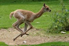 Laufendes Alpaka-Junges