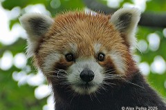 Roter Panda