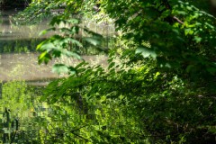 Entenweiher Untergiesing