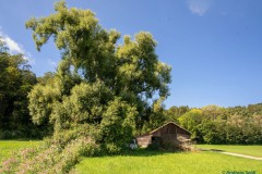 Esche im Brucker Moos