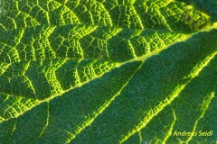 von der Sonne durchleuchtetes Blatt