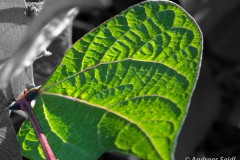 von der Sonne durchleuchtetes Blatt
