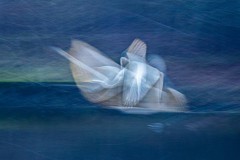 Traumvogel