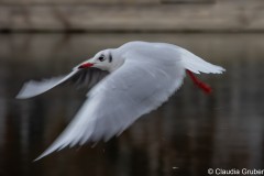 Mövenflug in Landshut an der Isar