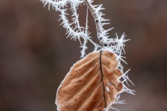 Blatt mit Raureif
