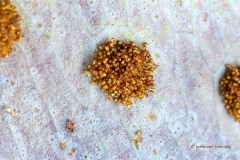 Farn-Sporangien mit Sporen