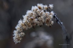 Kanadische Goldrute mit Raureif