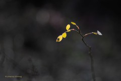 Die letzten Blätter an der Hundsrose
