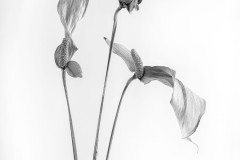 Spathiphyllum