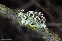 Breitlappige Schüsselflechte