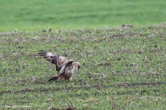 Mäusebussard