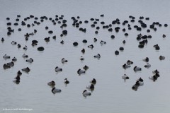 Schlafende Enten