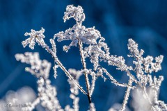 Farben des Winters 1