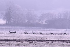 Rehe im Atteltal