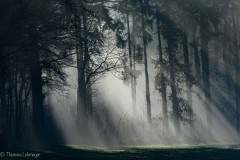 Morgenstimmung bei Nebel