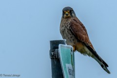Turmfalke auf Naturschutzschild
