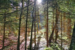 Herbstwald