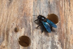Blaue Holzbiene