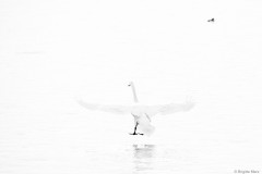 Landender Schwan