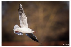 Möwe im Flug