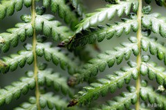 Polypodiophyta