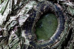 Dinosaurier mit grünem Star