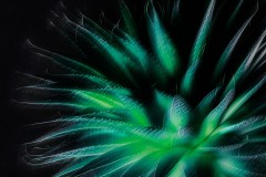 Aloe - ICM-Aufnahme